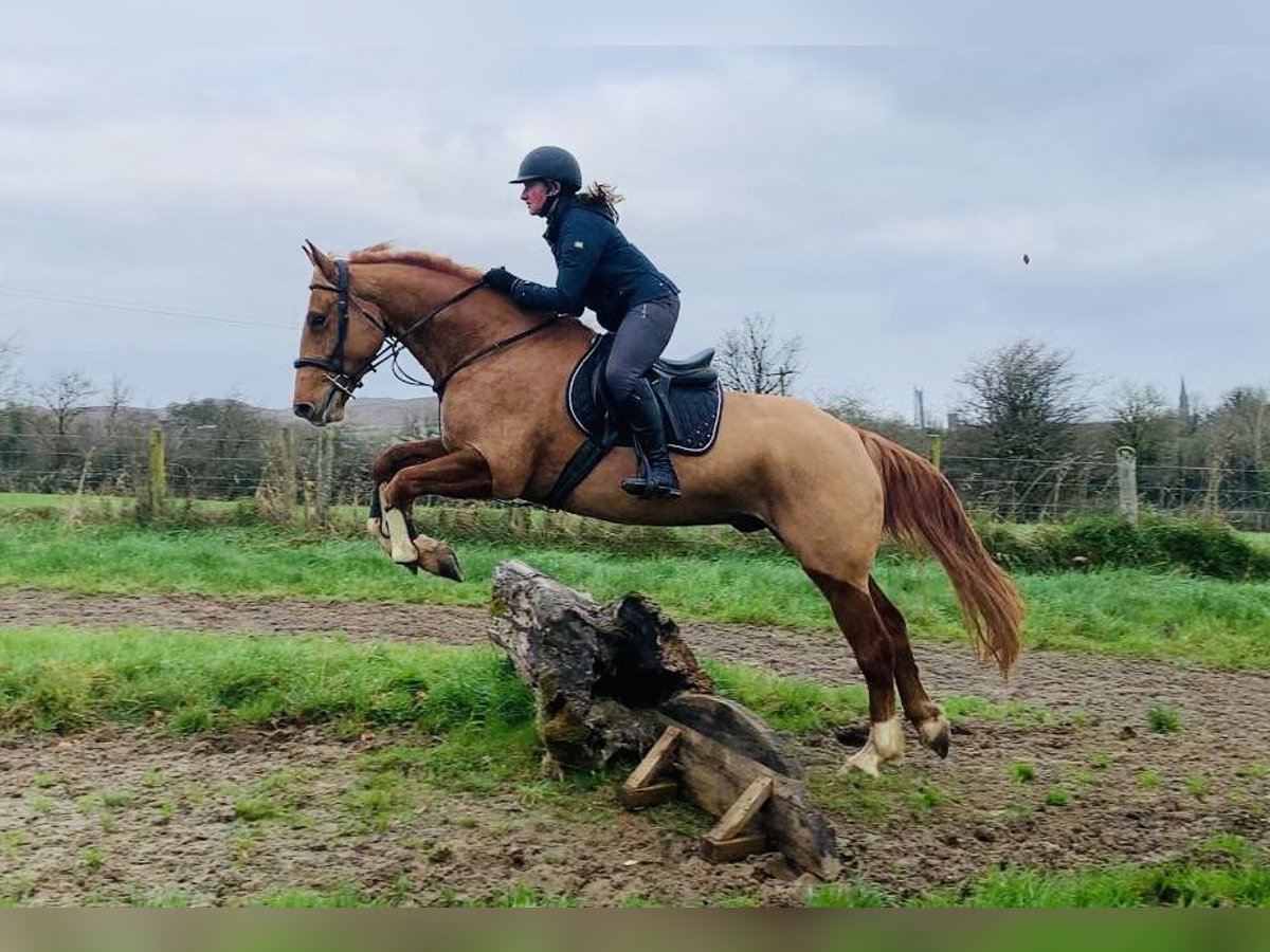 Irlandzki koń sportowy Wałach 4 lat 163 cm Ciemnokasztanowata in Sligo