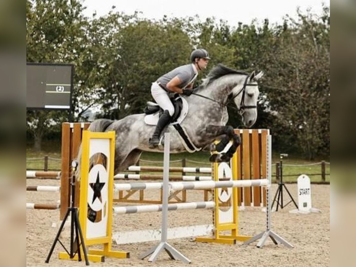 Irlandzki koń sportowy Wałach 5 lat 170 cm Grullo in Melton Mowbray