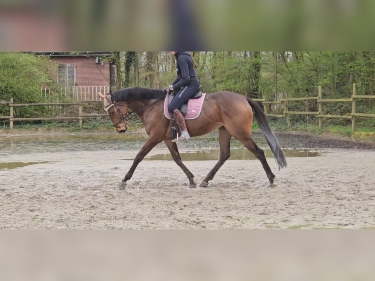 Irlandzki koń sportowy Wałach 6 lat 165 cm Gniada in Nettetal
