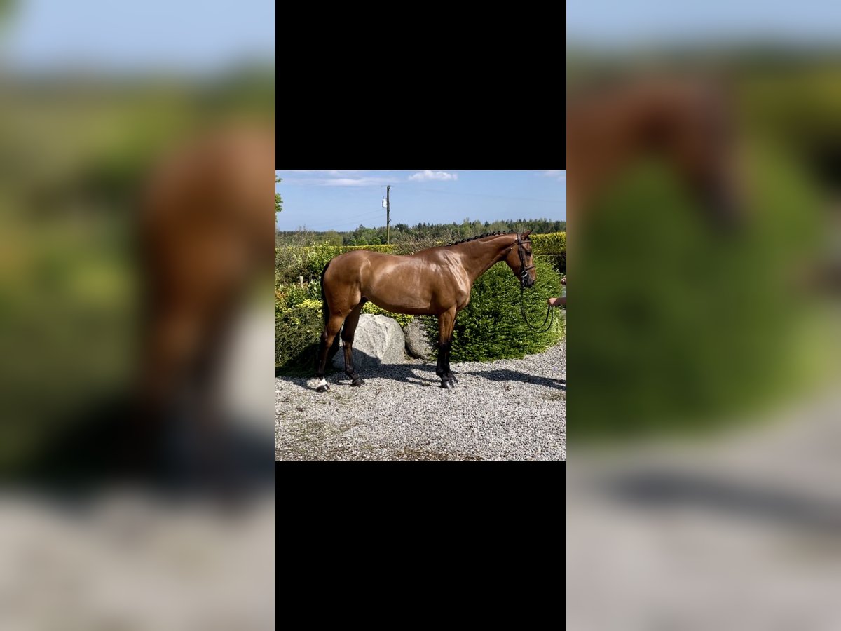 Irlandzki koń sportowy Wałach 6 lat 166 cm Gniada in Sligo