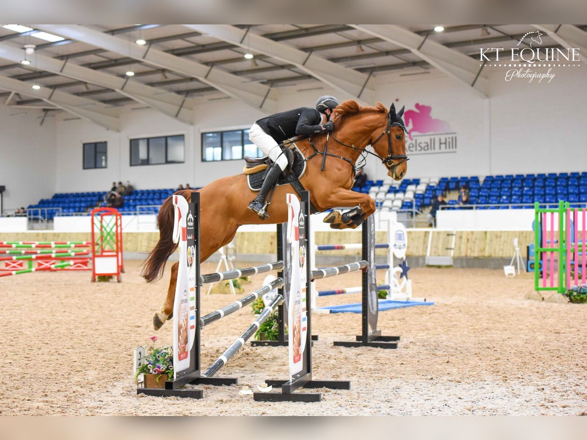 Irlandzki koń sportowy Wałach 6 lat 173 cm Kasztanowata in Whitchurch