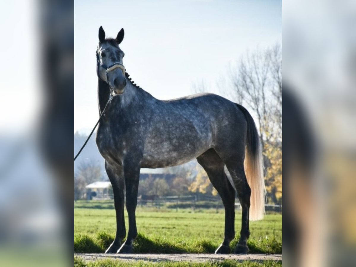 Irlandzki koń sportowy Wałach 8 lat Siwa jabłkowita in Spratzern