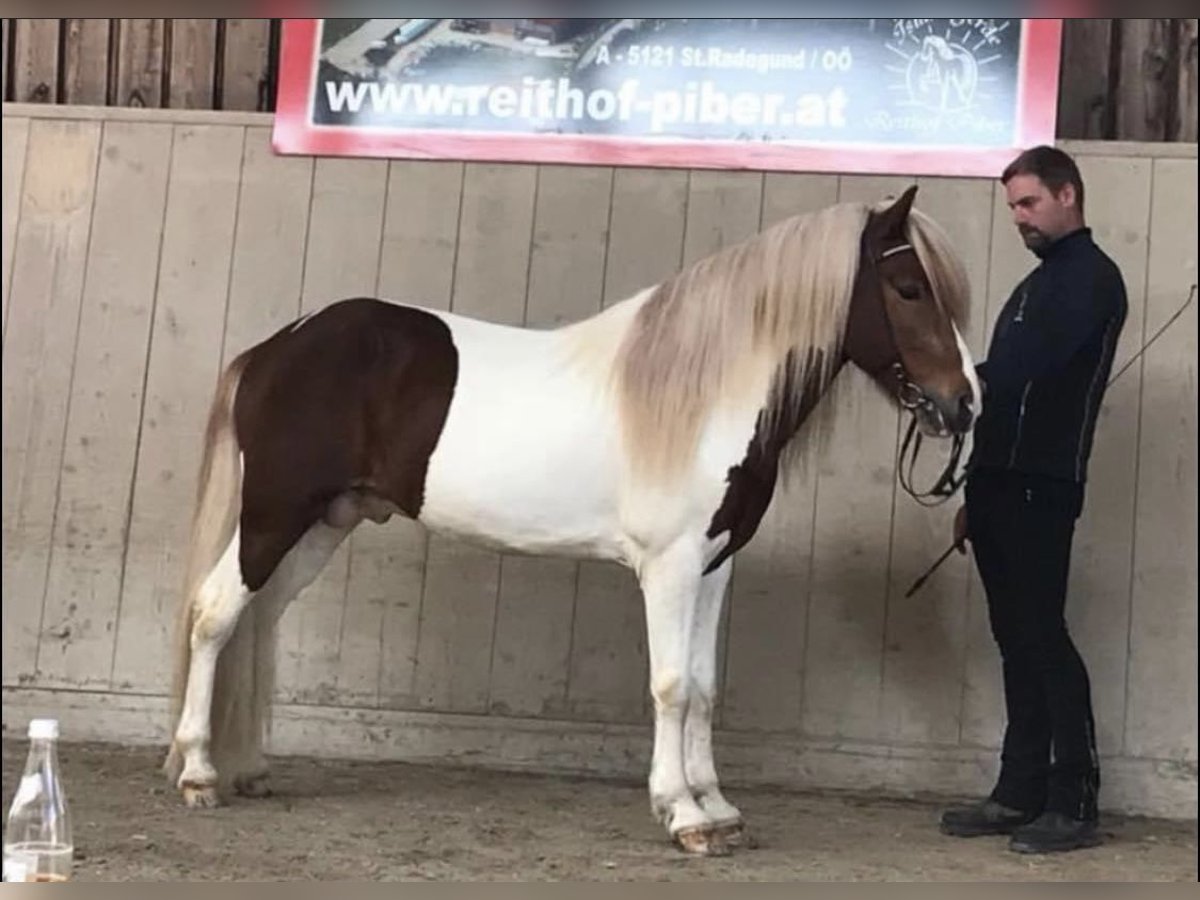 Islandais Étalon 16 Ans 149 cm Pinto in Zweibrücken