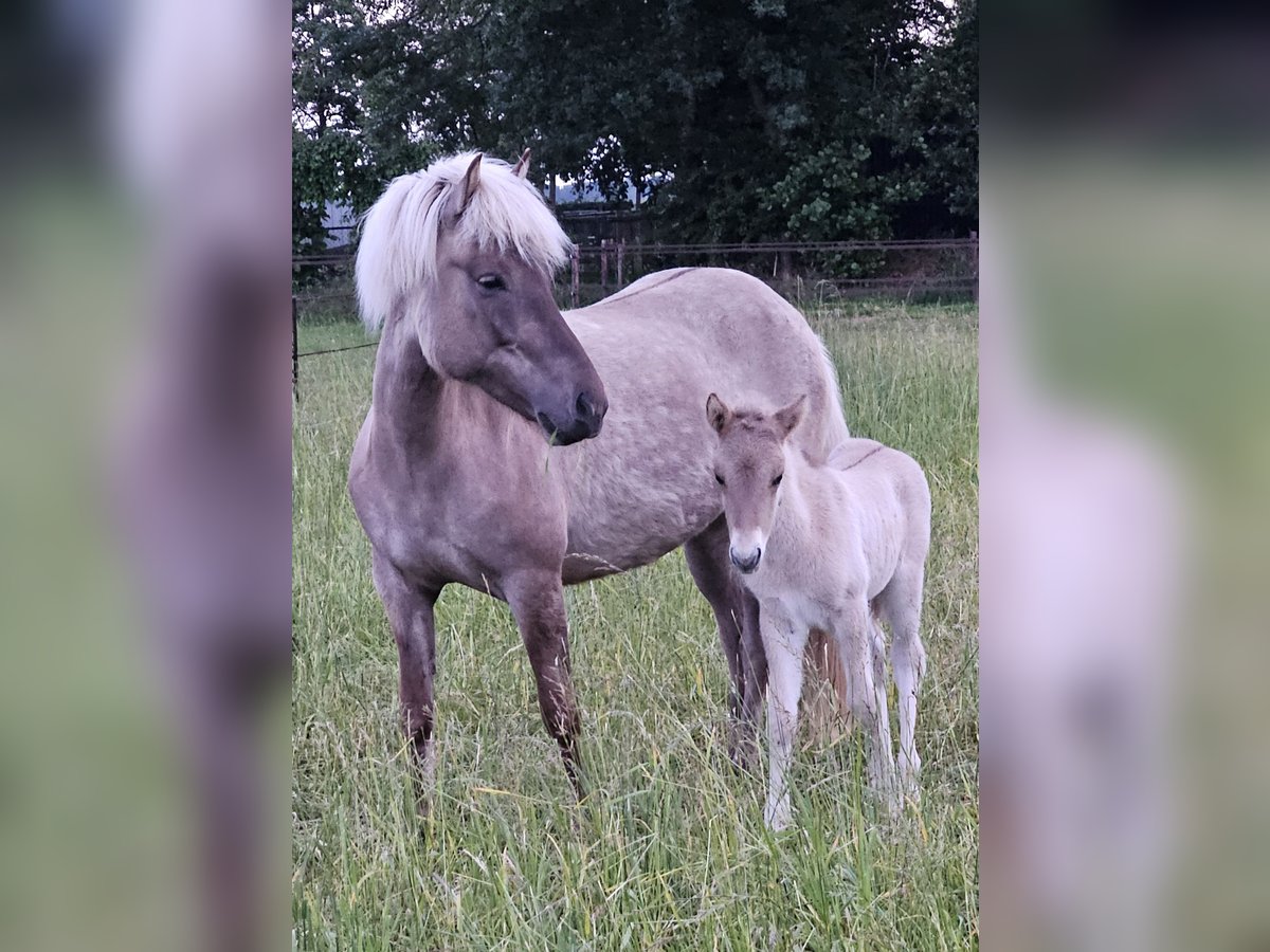 Islandais Étalon 1 Année 145 cm Grullo in Nieuwe Pekela