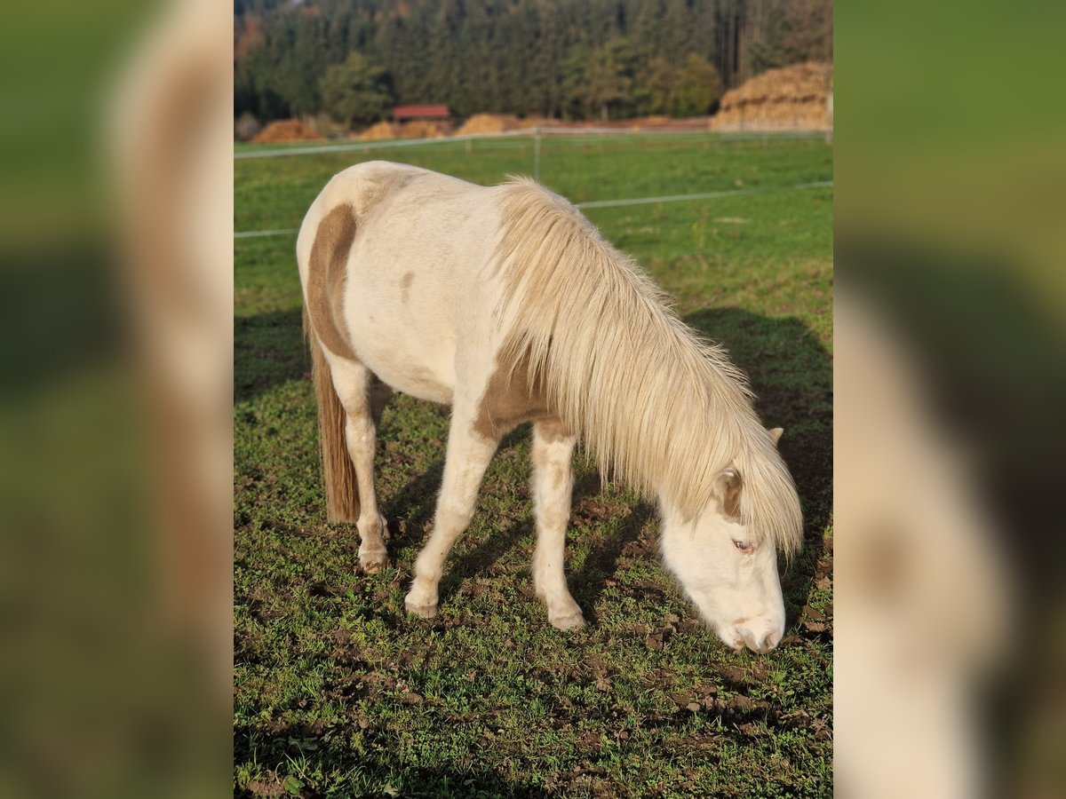 Islandais Étalon 2 Ans Gris (bai-dun) in Grabenstätt