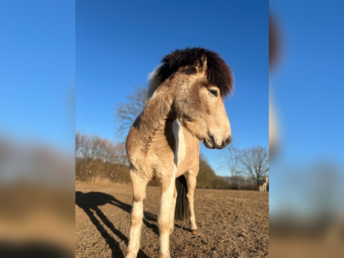 Islandais Étalon 3 Ans 139 cm in Blunk