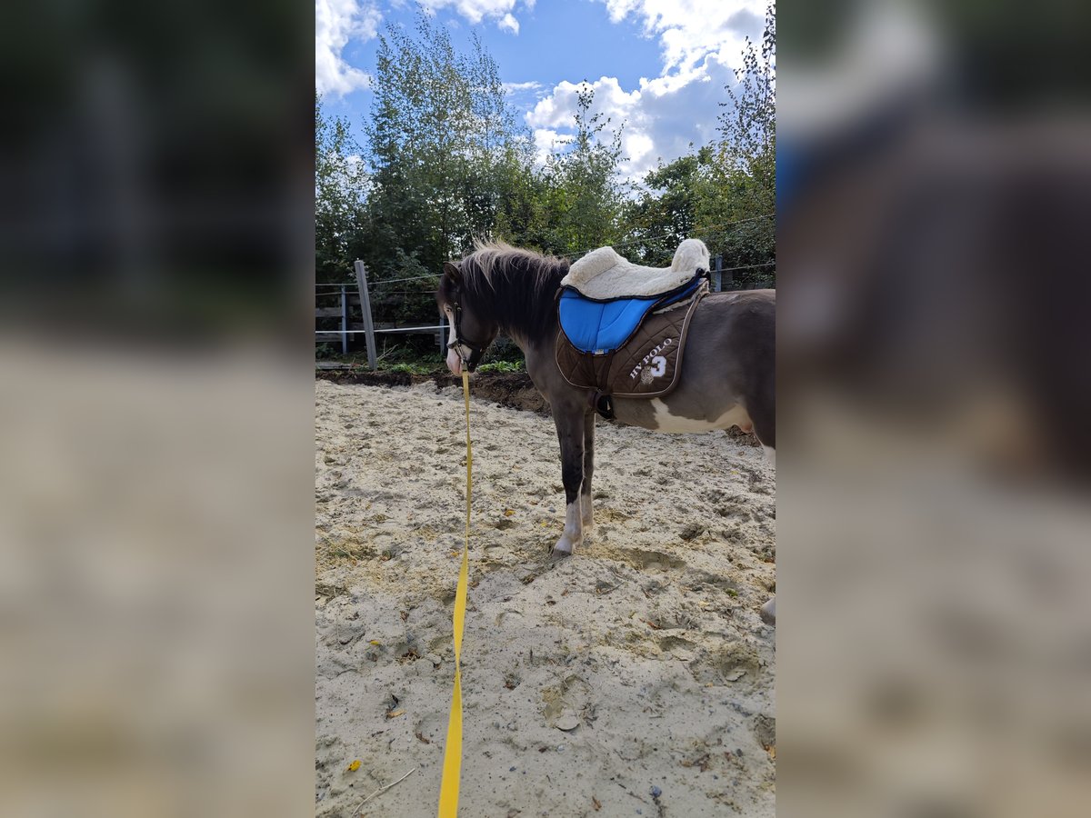 Islandais Étalon 4 Ans 140 cm Pinto in Hennef