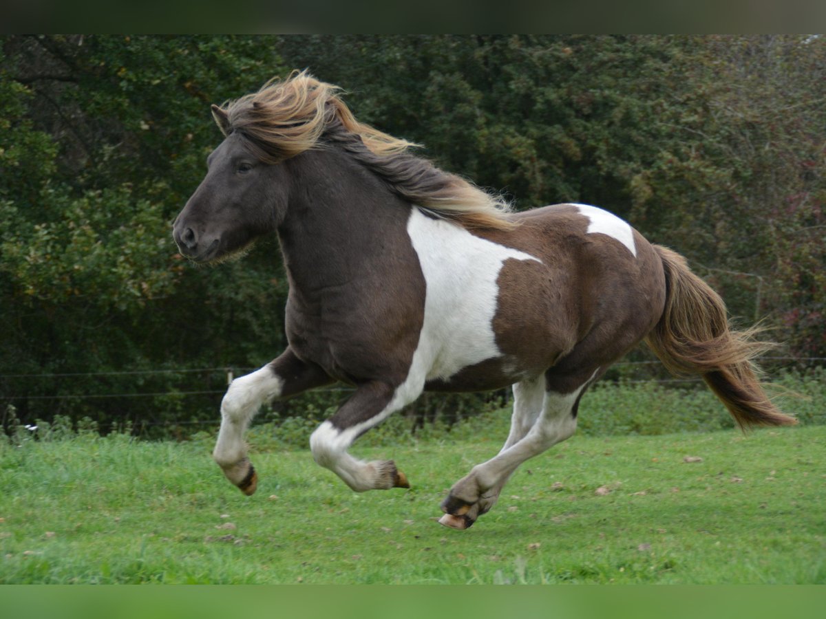 Islandais Étalon 4 Ans 142 cm Pinto in Blunk