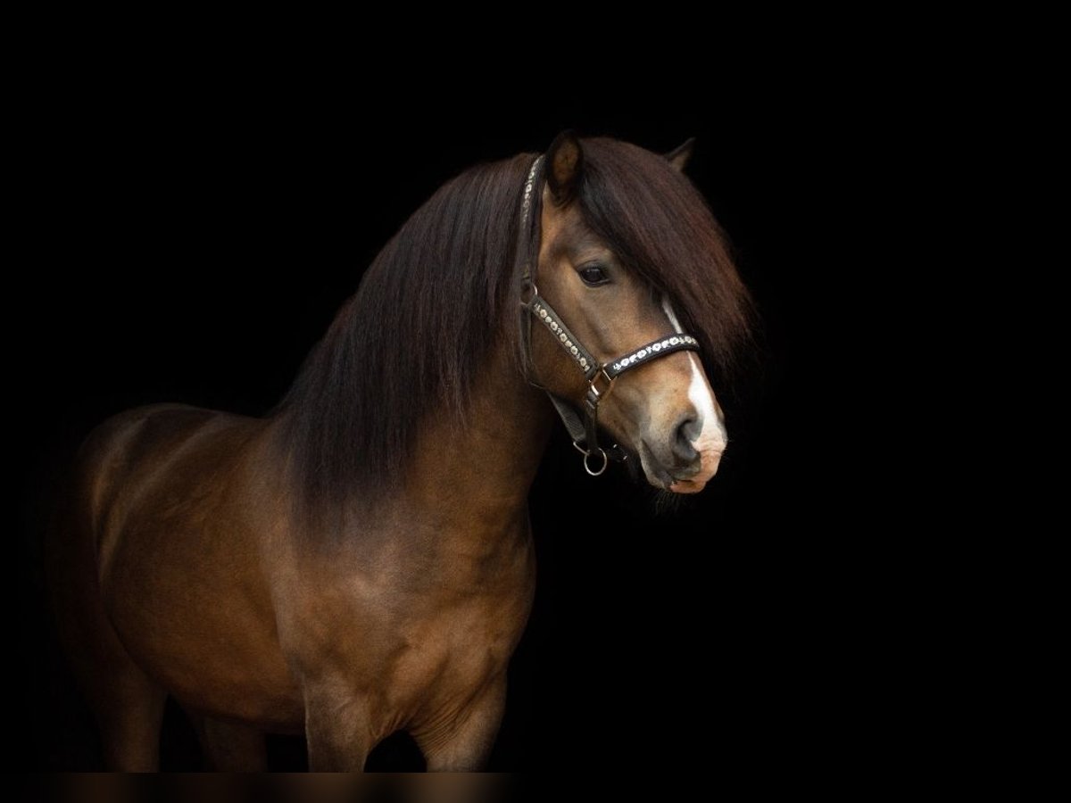 Islandais Étalon 5 Ans 136 cm Bai in Münster