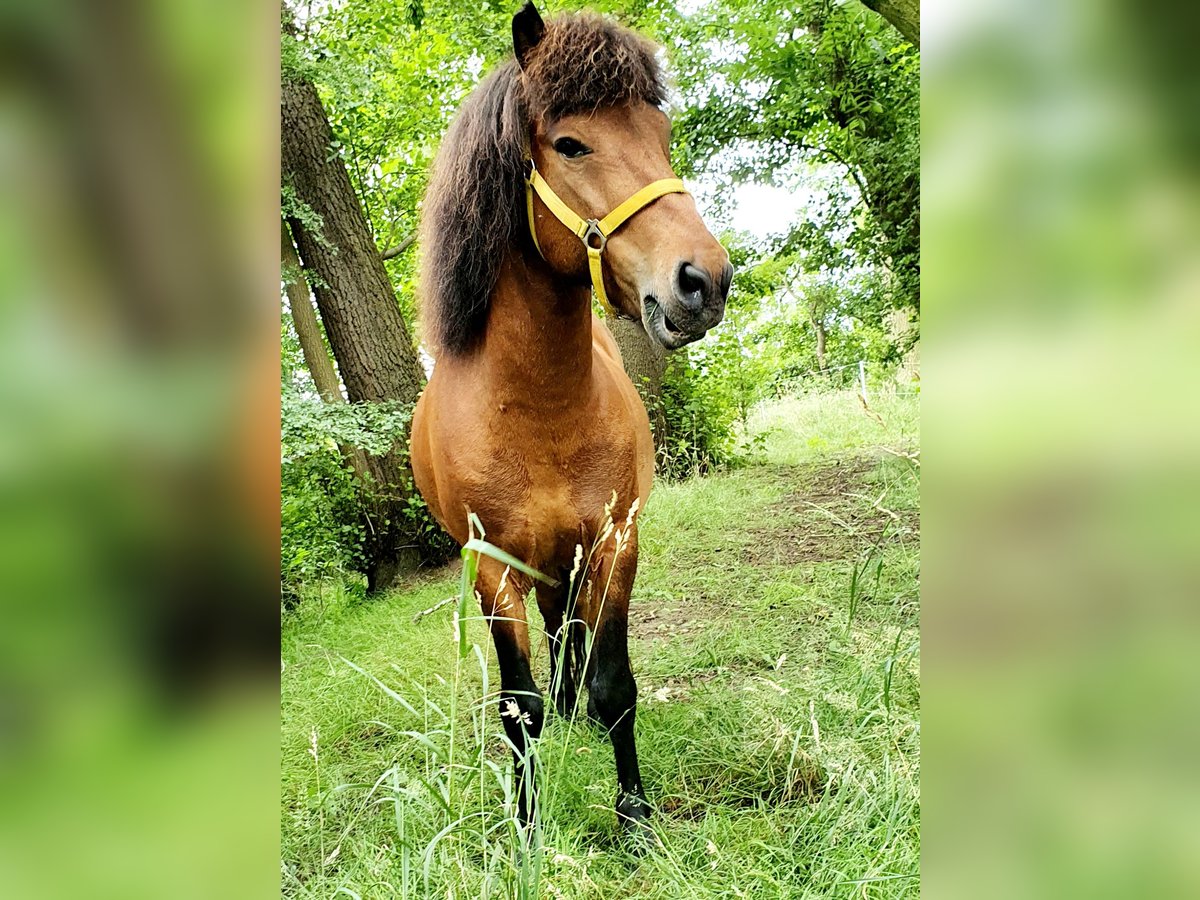 Islandais Hongre 11 Ans 138 cm Bai in Neuendorf