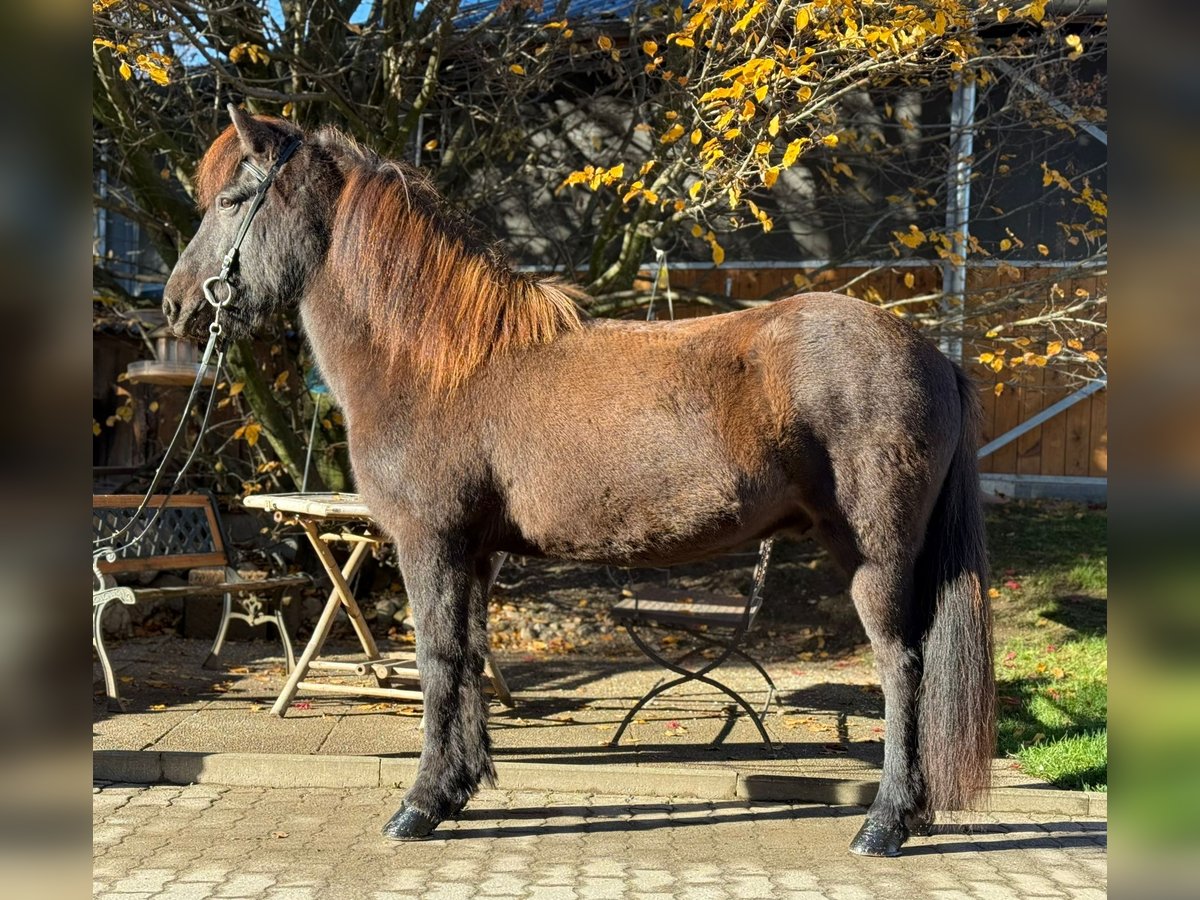 Islandais Hongre 12 Ans 143 cm Noir in Lochen am See