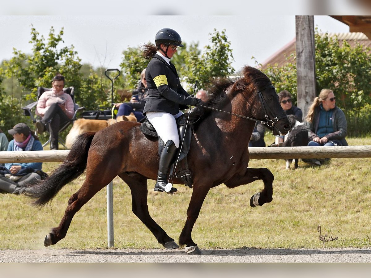 Islandais Hongre 12 Ans 143 cm Noir in Lengerich