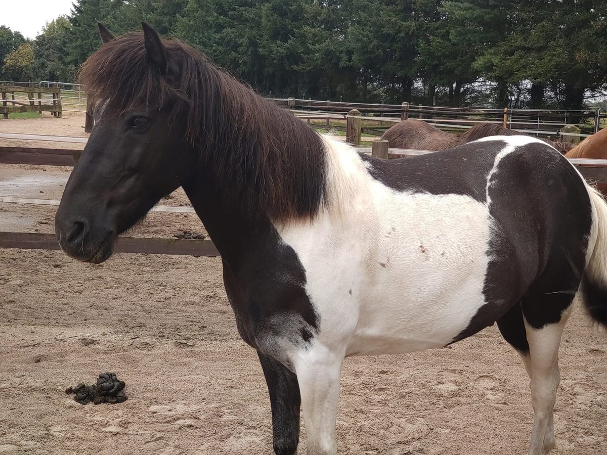 Islandais Hongre 13 Ans 140 cm Pinto in Borstel