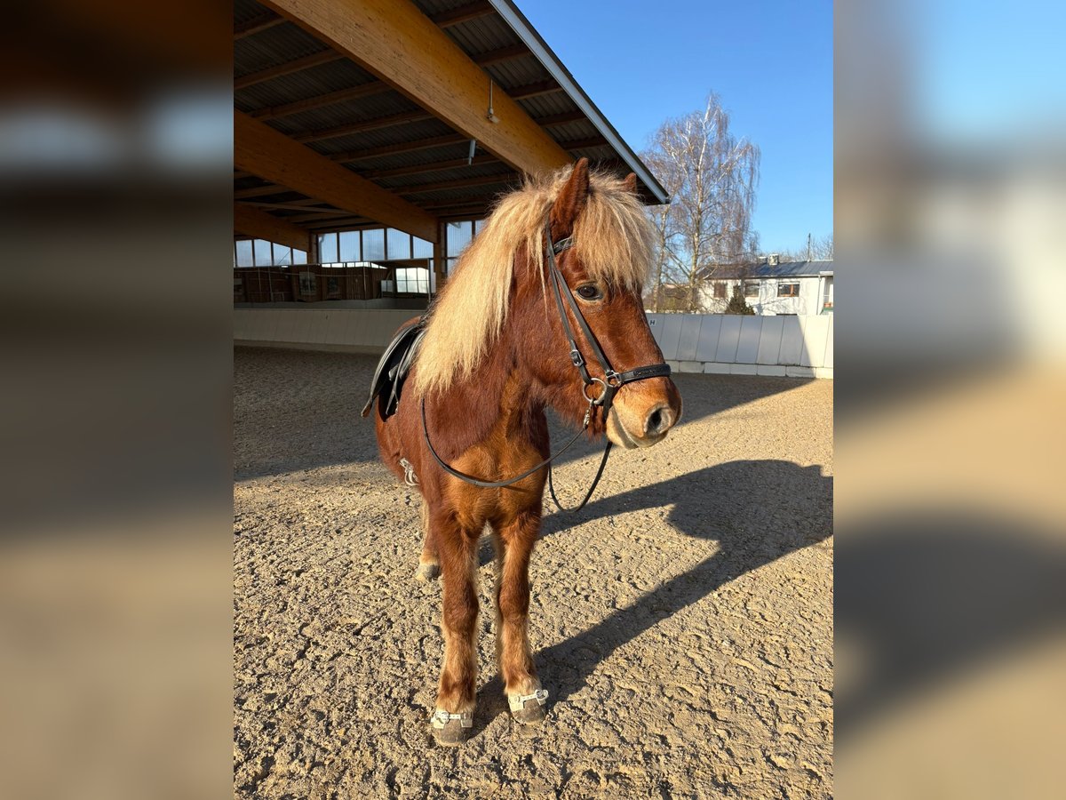 Islandais Hongre 17 Ans 138 cm Alezan brûlé in Steinau an der Stra&#xDF;e