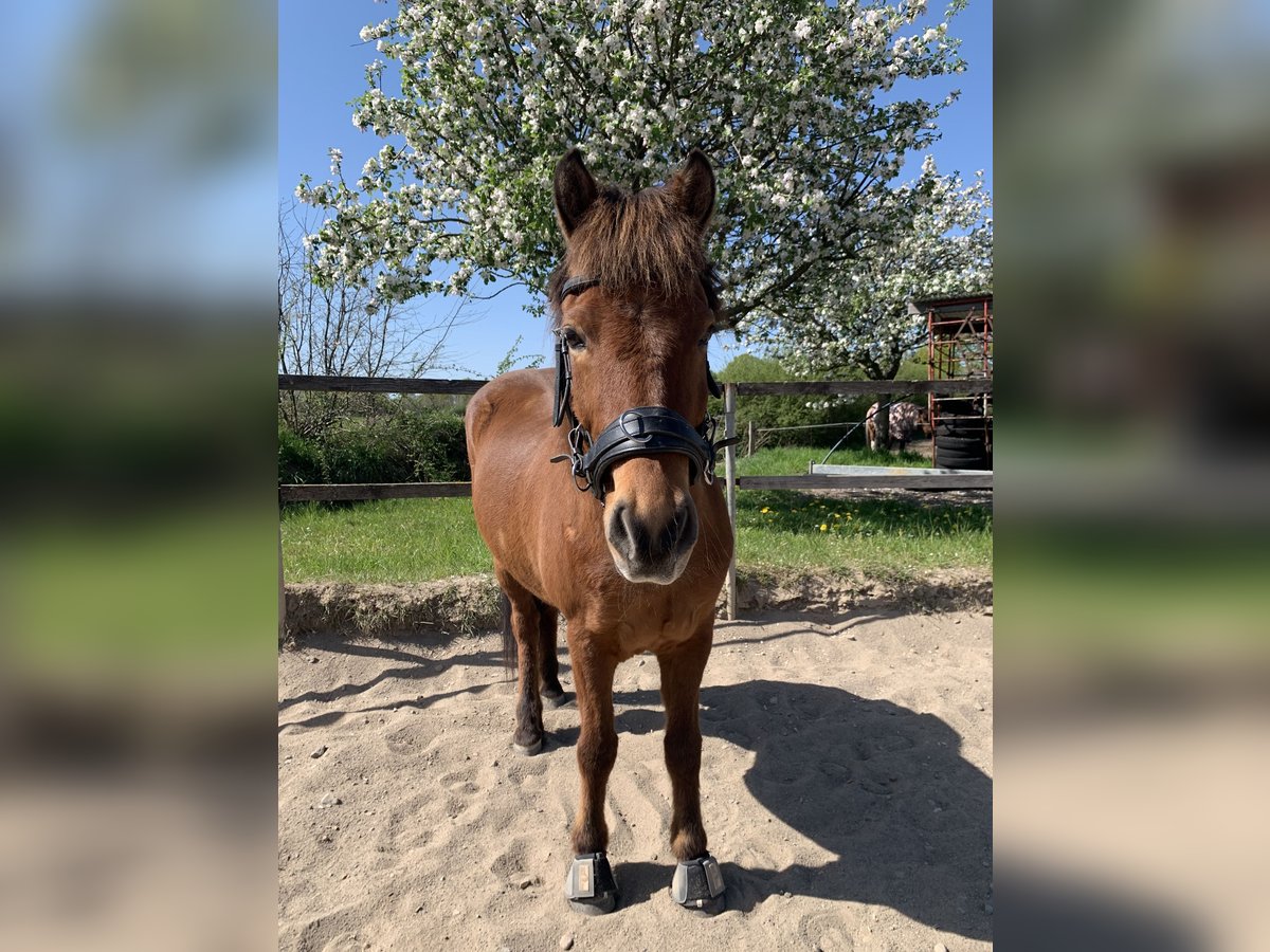 Islandais Hongre 17 Ans 145 cm Bai in Barsbüttel