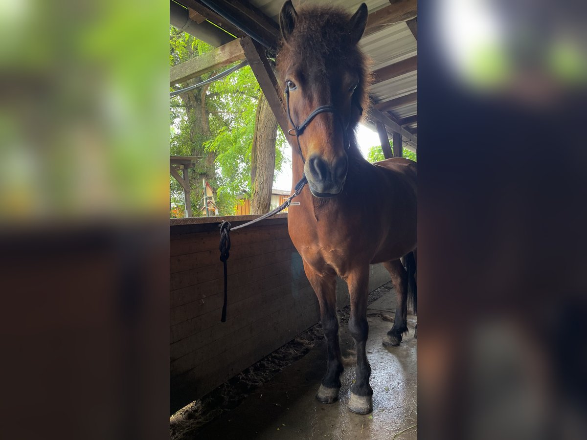 Islandais Hongre 17 Ans 145 cm Bai in Ha&#xDF;loch