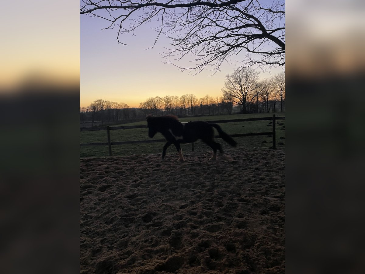 Islandais Hongre 2 Ans 135 cm Pinto in Anderlingen