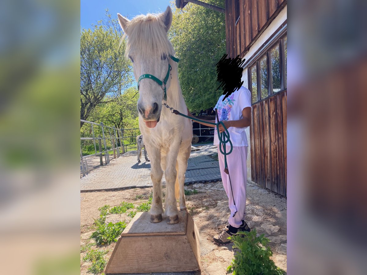 Islandais Hongre 3 Ans 140 cm Gris in Ligni&#xE8;res