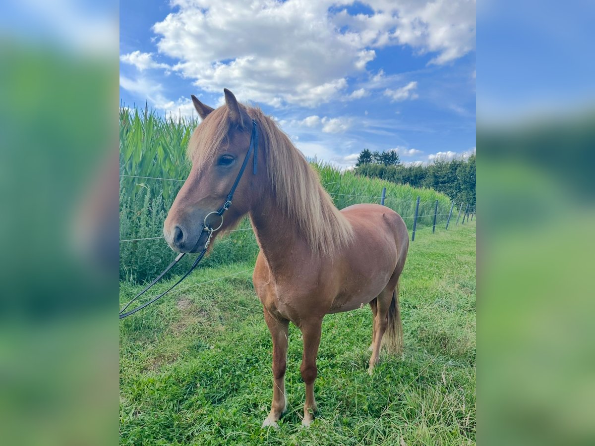 Islandais Hongre 4 Ans 137 cm Alezan in Melle Islandais Hongre 4 Ans 137 cm Alezan in Melle