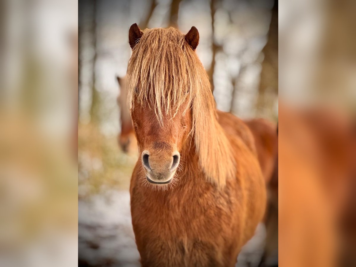 Islandais Hongre 4 Ans Alezan in Farven