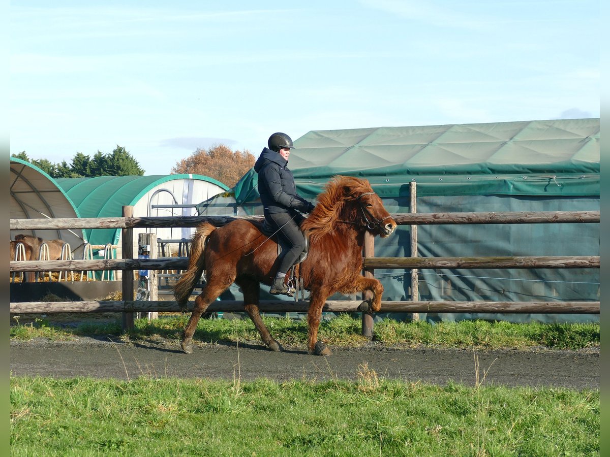 Islandais Hongre 5 Ans 140 cm Alezan in Euskirchen