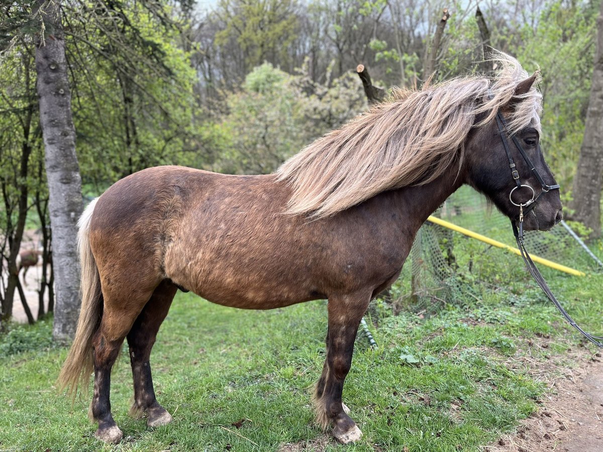 Islandais Hongre 5 Ans 141 cm in Waiblingen