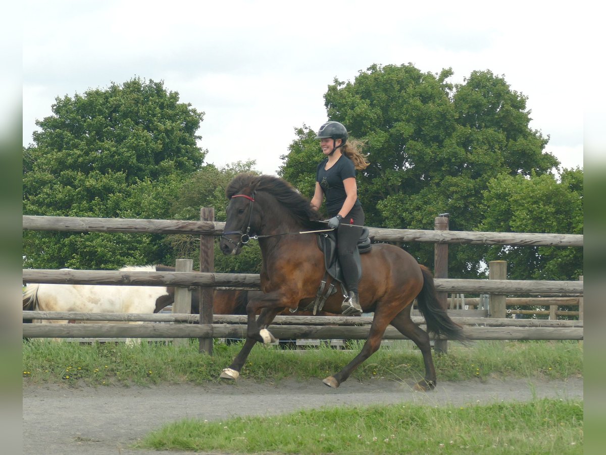 Islandais Hongre 5 Ans 142 cm Noir in Euskirchen