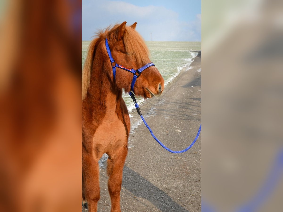 Islandais Hongre 5 Ans Alezan in Stra&#xDF;walchen