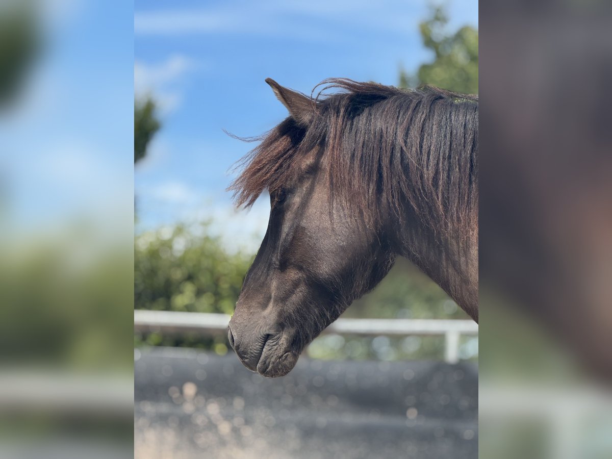 Islandais Hongre 6 Ans 148 cm Pinto in Kall