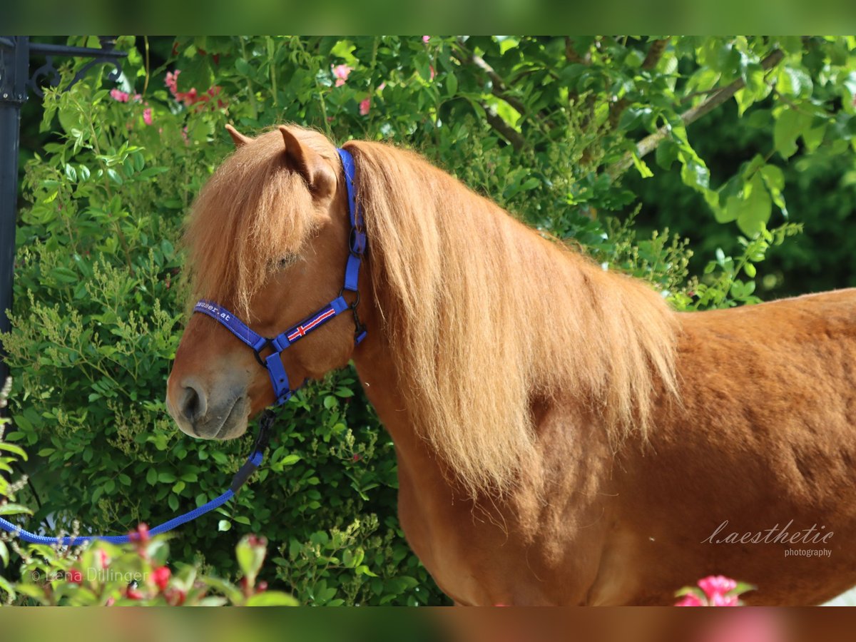 Islandais Hongre 6 Ans Alezan in Straßwalchen