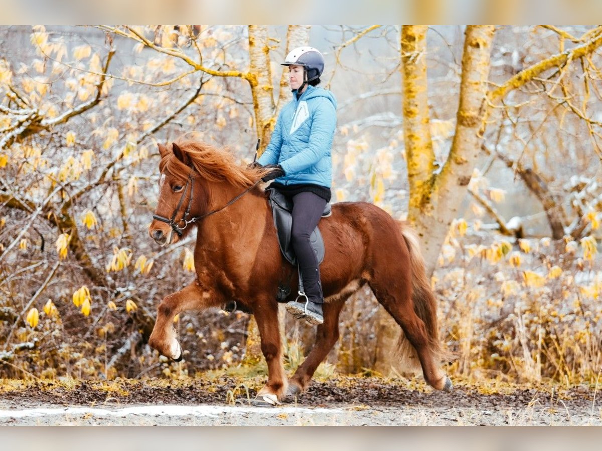 Islandais Hongre 7 Ans 144 cm Alezan in Taufkirchen an der Trattnach
