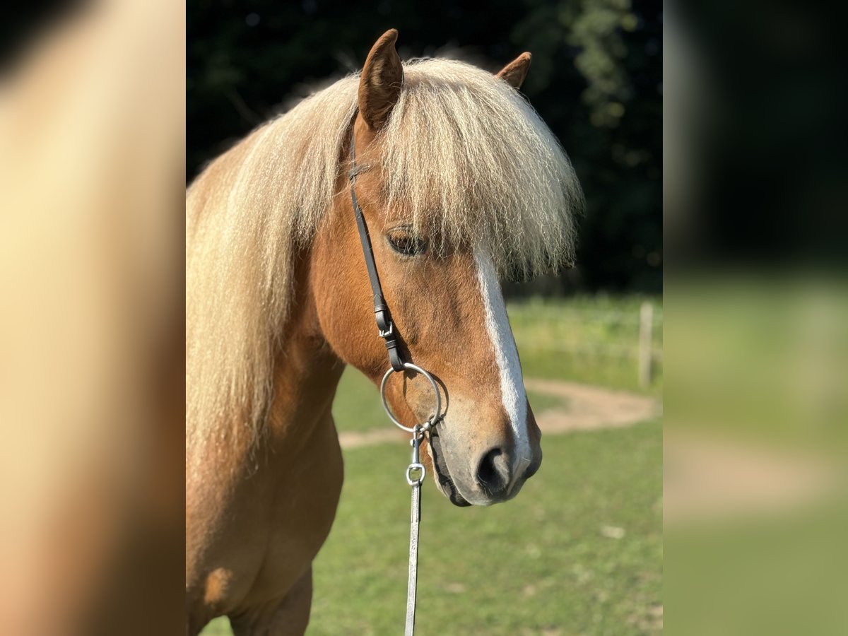 Islandais Hongre 7 Ans 145 cm Alezan in Limeshain