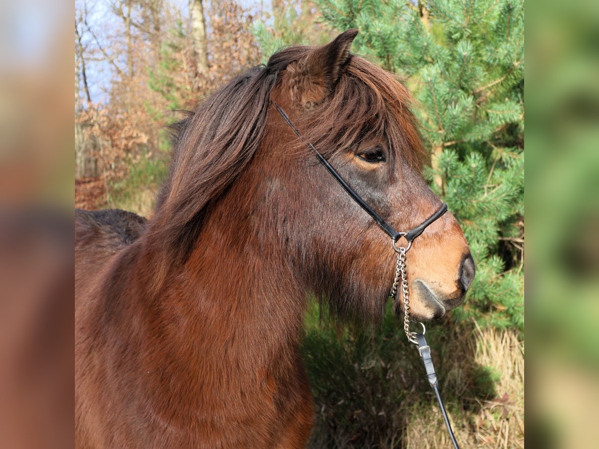 Islandais Hongre 9 Ans 138 cm Bai in Friesenhagen