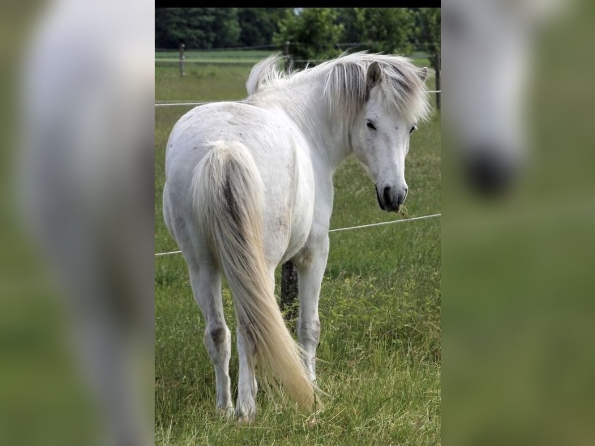 Islandais Hongre 9 Ans 140 cm Gris in Neufahrn bei Freising Islandais Hongre 9 Ans 140 cm Gris in Neufahrn bei Freising