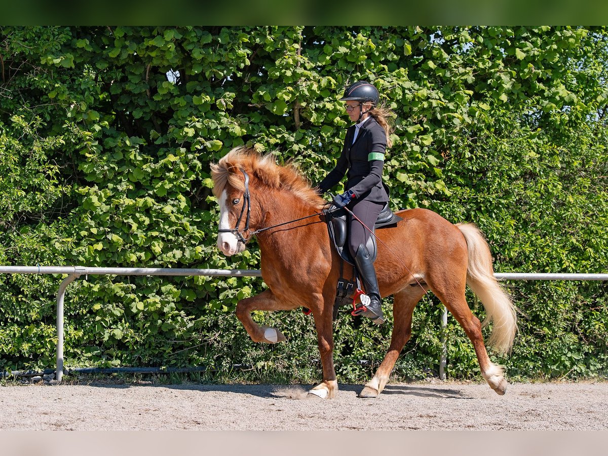 Islandais Hongre 9 Ans 141 cm Alezan in Melle