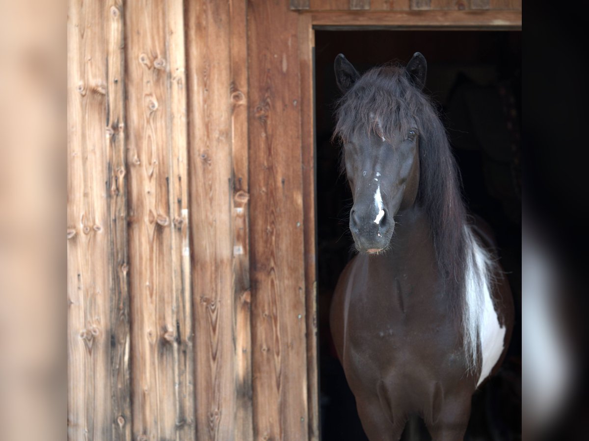 Islandais Hongre 9 Ans 143 cm Pinto in Liezen