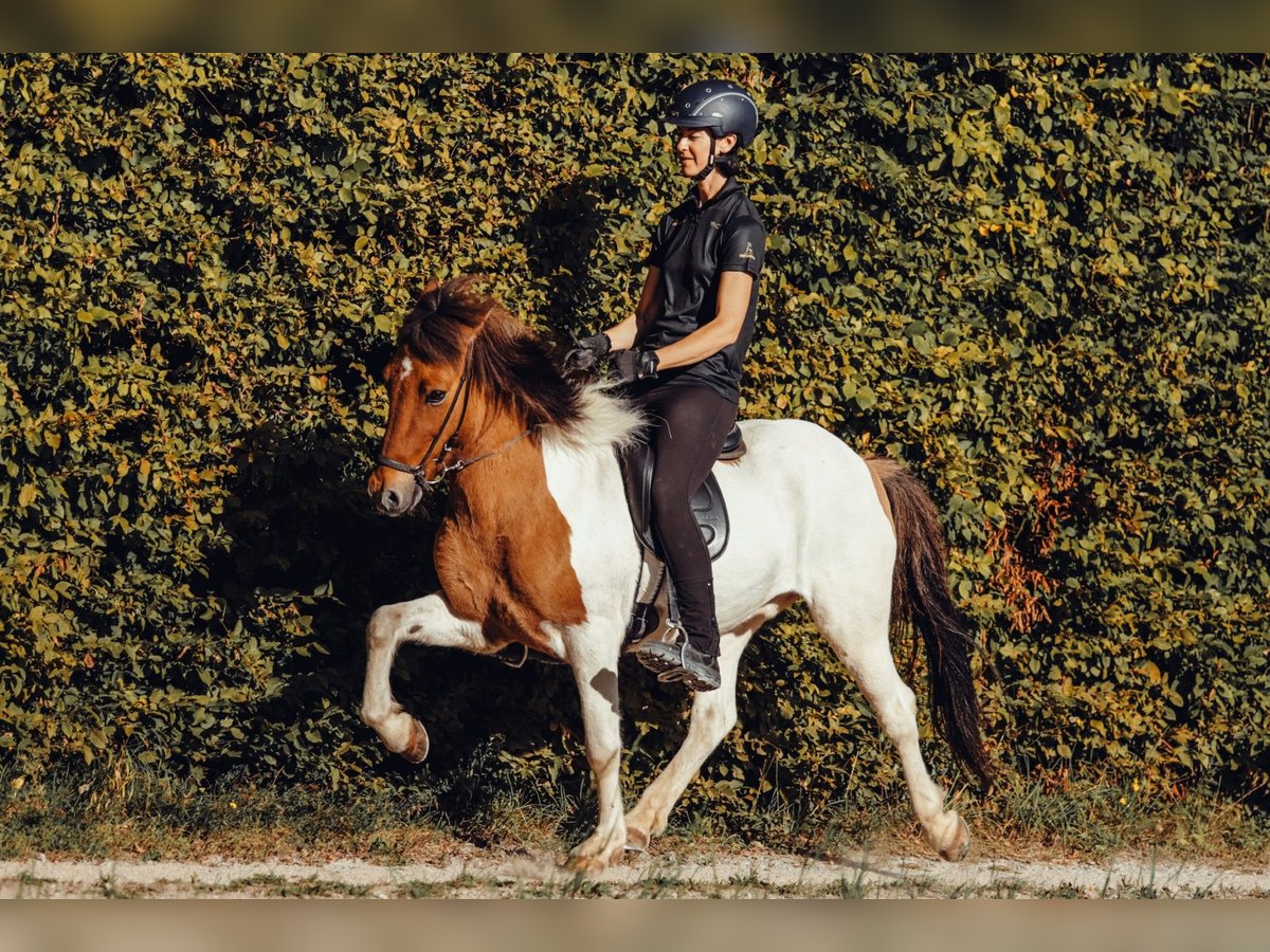 Islandais Hongre 9 Ans 148 cm Pinto in Taufkirchen an der Trattnach