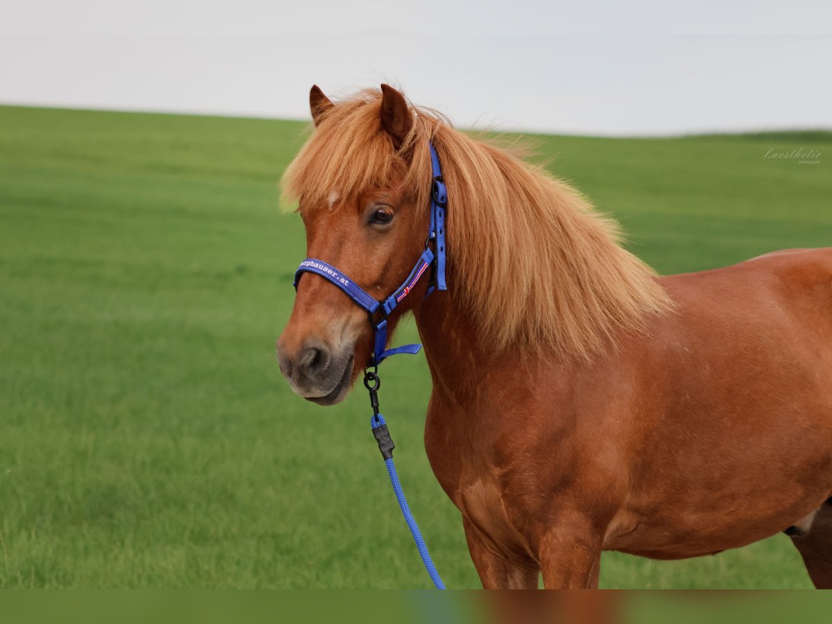 Islandais Hongre 9 Ans Alezan in Straßwalchen