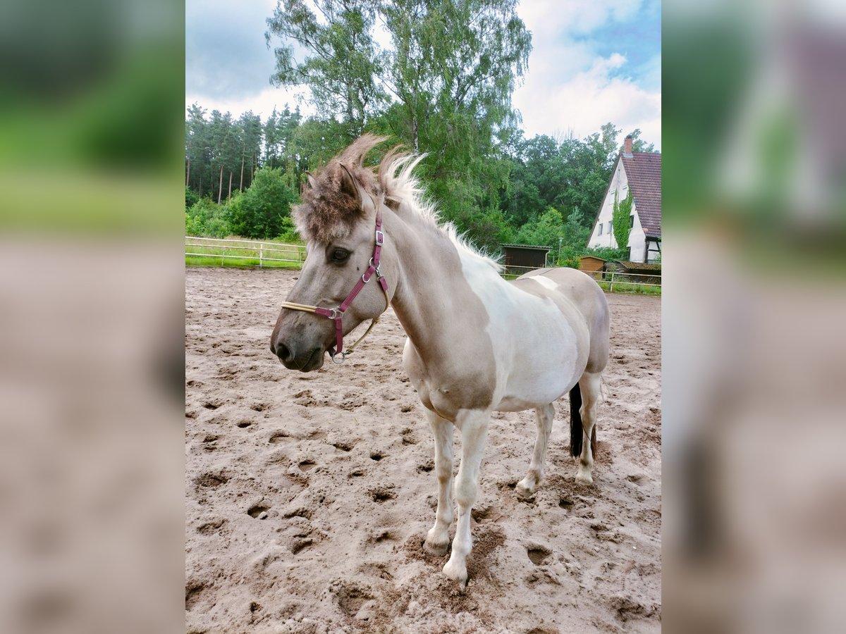 Islandais Jument 10 Ans 138 cm Isabelle in Burgthann