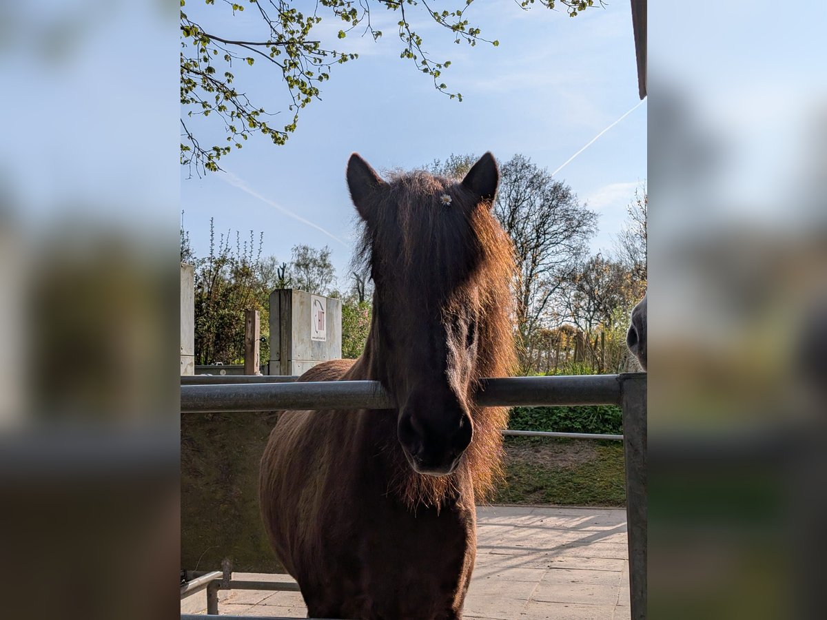 Islandais Jument 10 Ans 139 cm Bai brun in Lohe Rickelshof