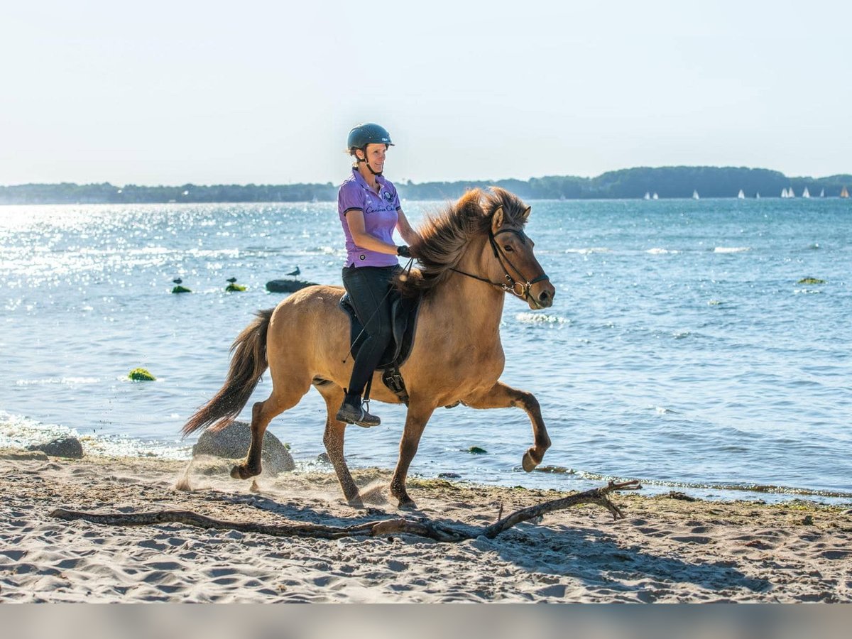 Islandais Jument 10 Ans 144 cm Bai clair in Seedorf