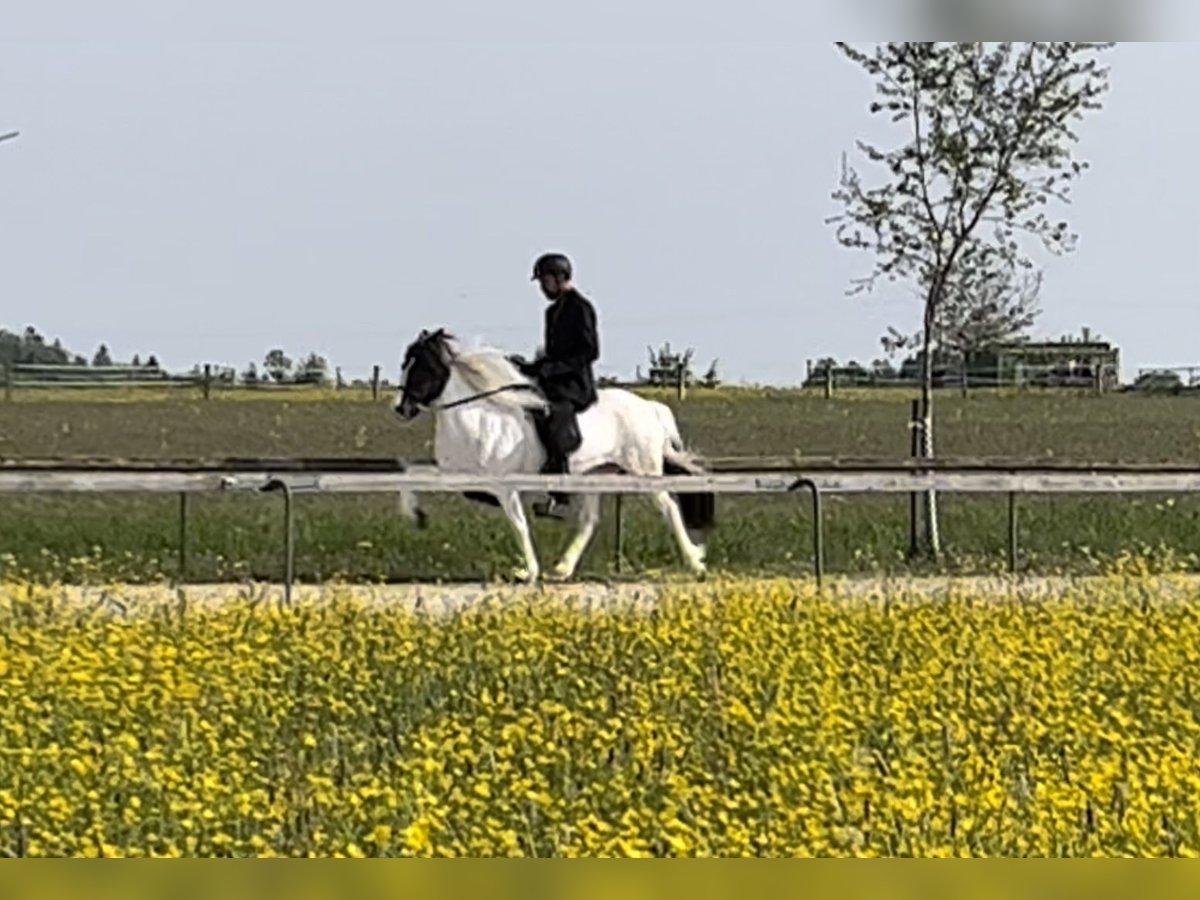 Islandais Jument 10 Ans 144 cm Tobiano-toutes couleurs in Backnang
