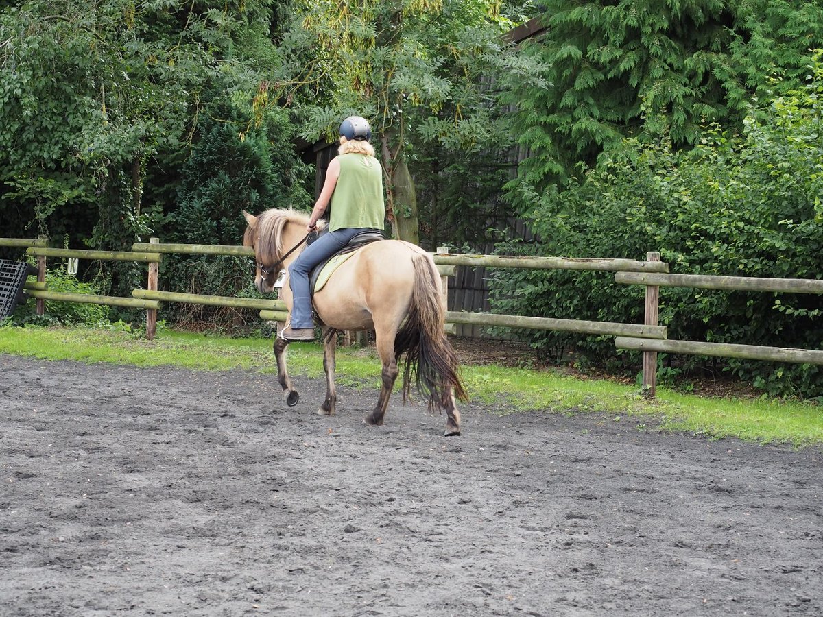 Islandais Jument 10 Ans Isabelle in Raddestorf