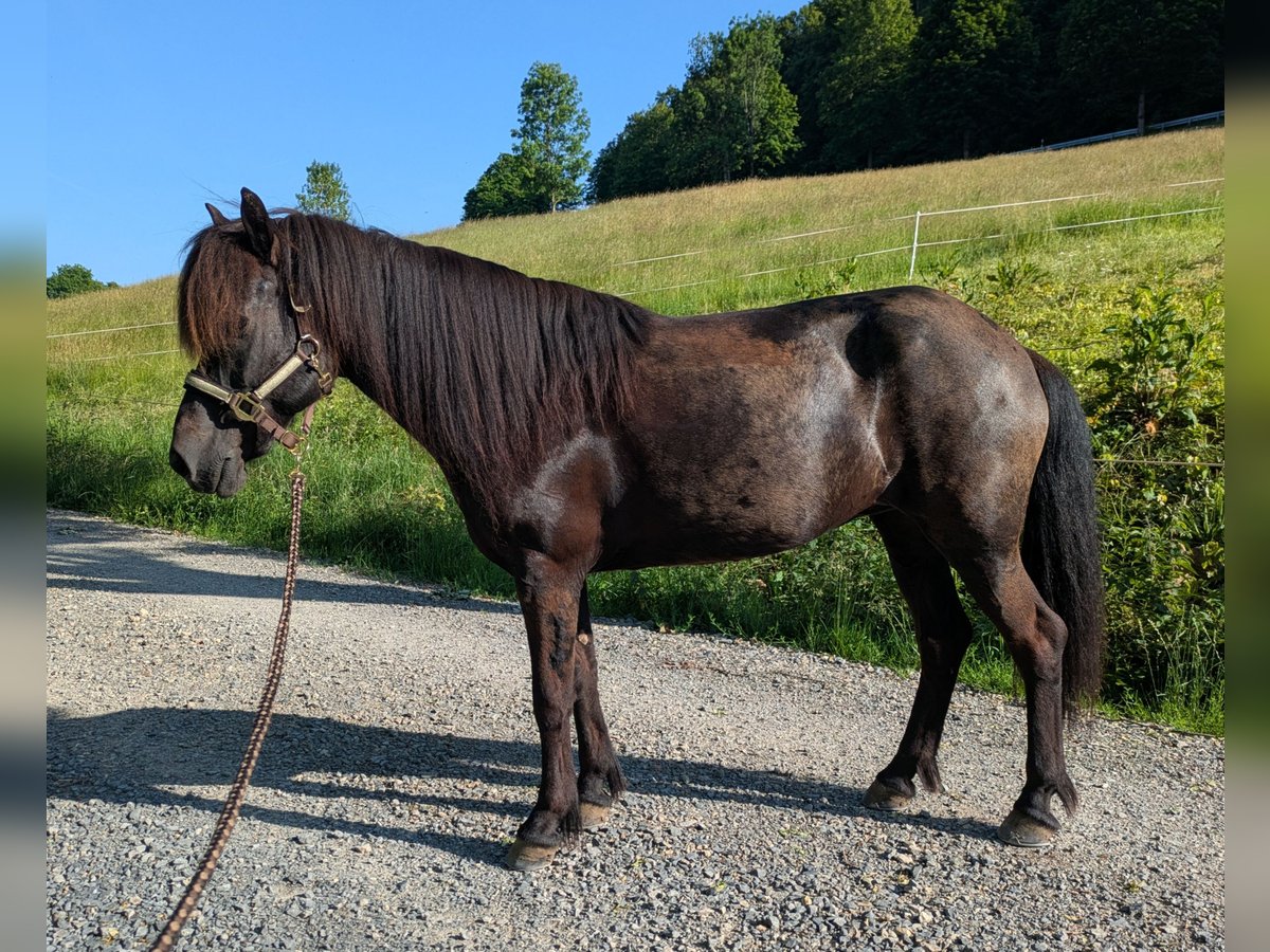 Islandais Jument 11 Ans 144 cm Noir in Steinau an der Stra&#xDF;e