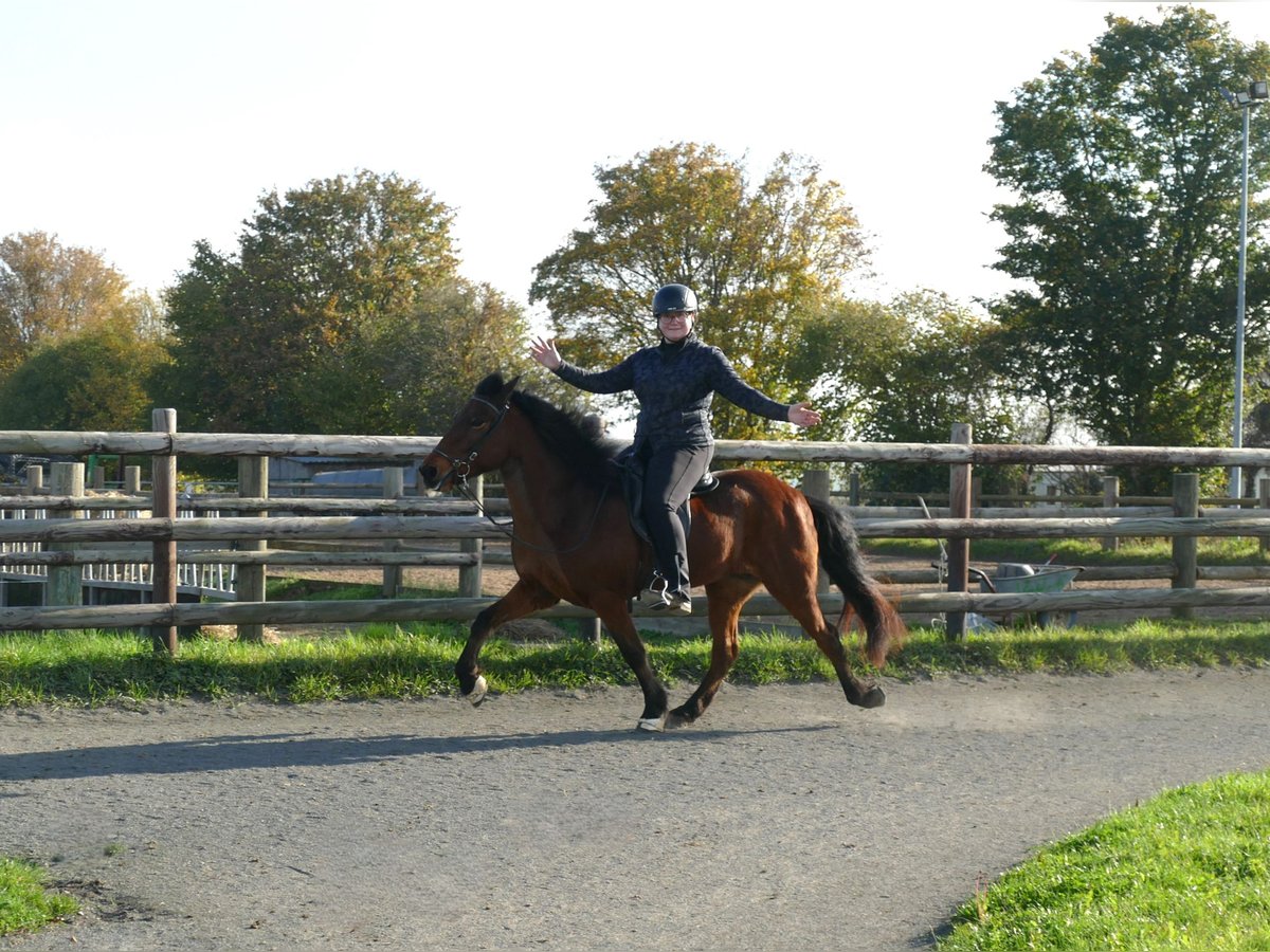 Islandais Jument 12 Ans 140 cm Bai in Euskirchen