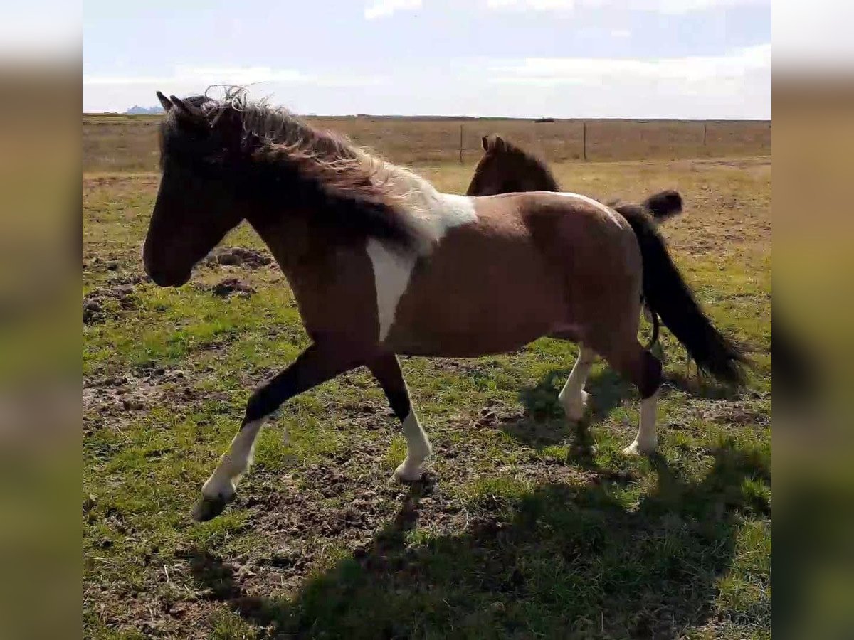 Islandais Jument 13 Ans Pinto in Reykjavik