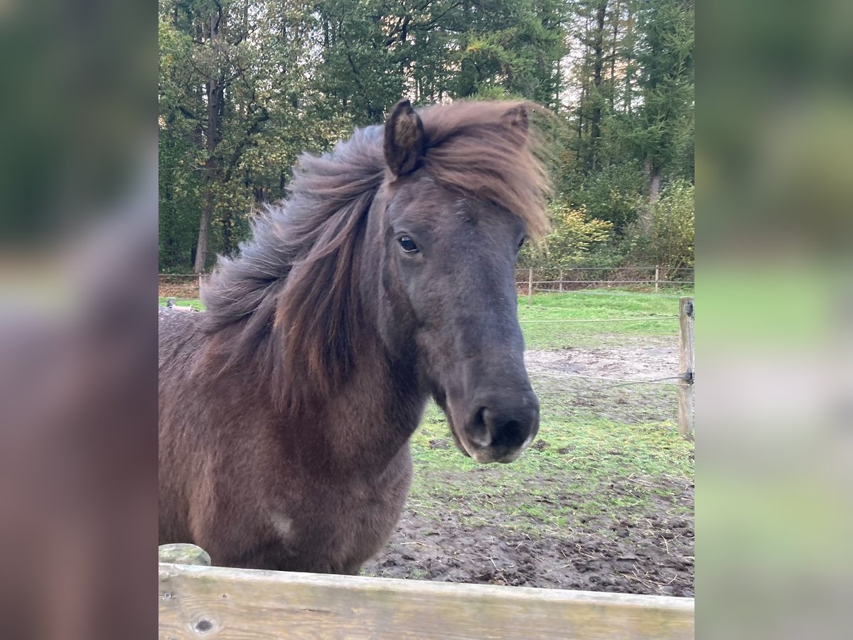 Islandais Jument 14 Ans 140 cm Rouan Bleu in Leuvenheim