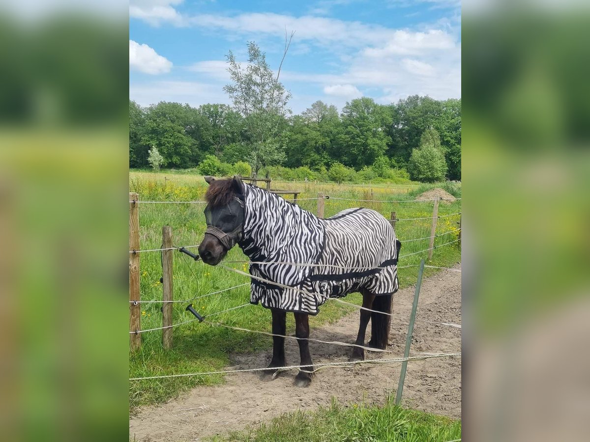 Islandais Jument 14 Ans in Arcen