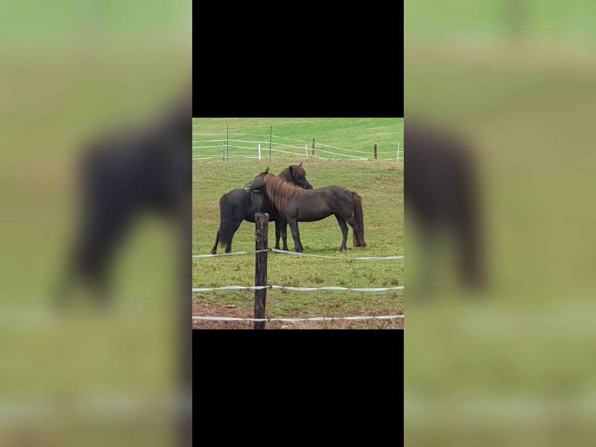 Islandais Jument 15 Ans 134 cm Bai brun foncé in H&#xFC;mmel