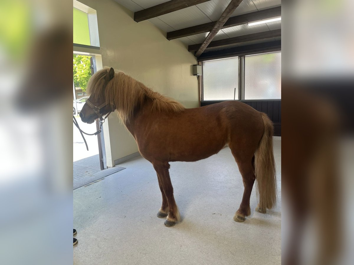 Islandais Jument 15 Ans 137 cm Alezan in Borgholzhausen